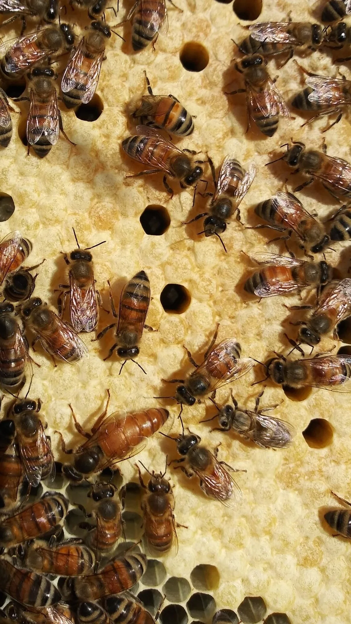 New Jersey Queen Bees — Honeysucklenectary